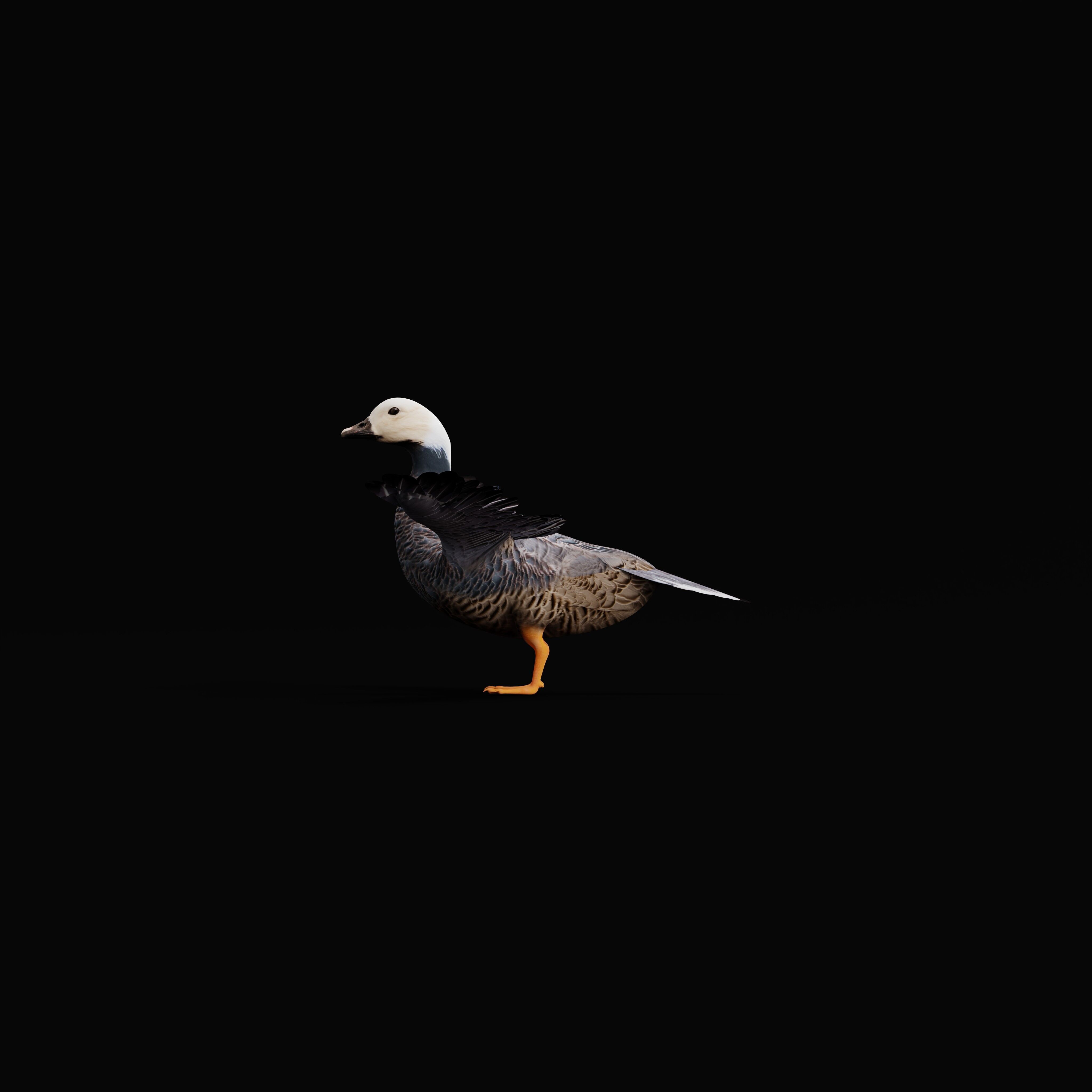 Emperor Goose Bird Low-poly 3D model_28