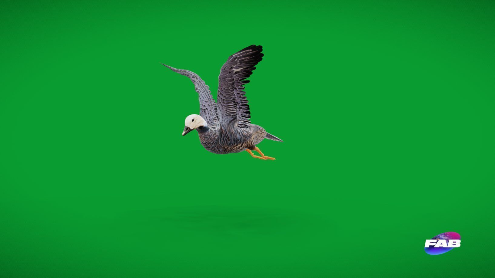 Emperor Goose Bird Low-poly 3D model_3