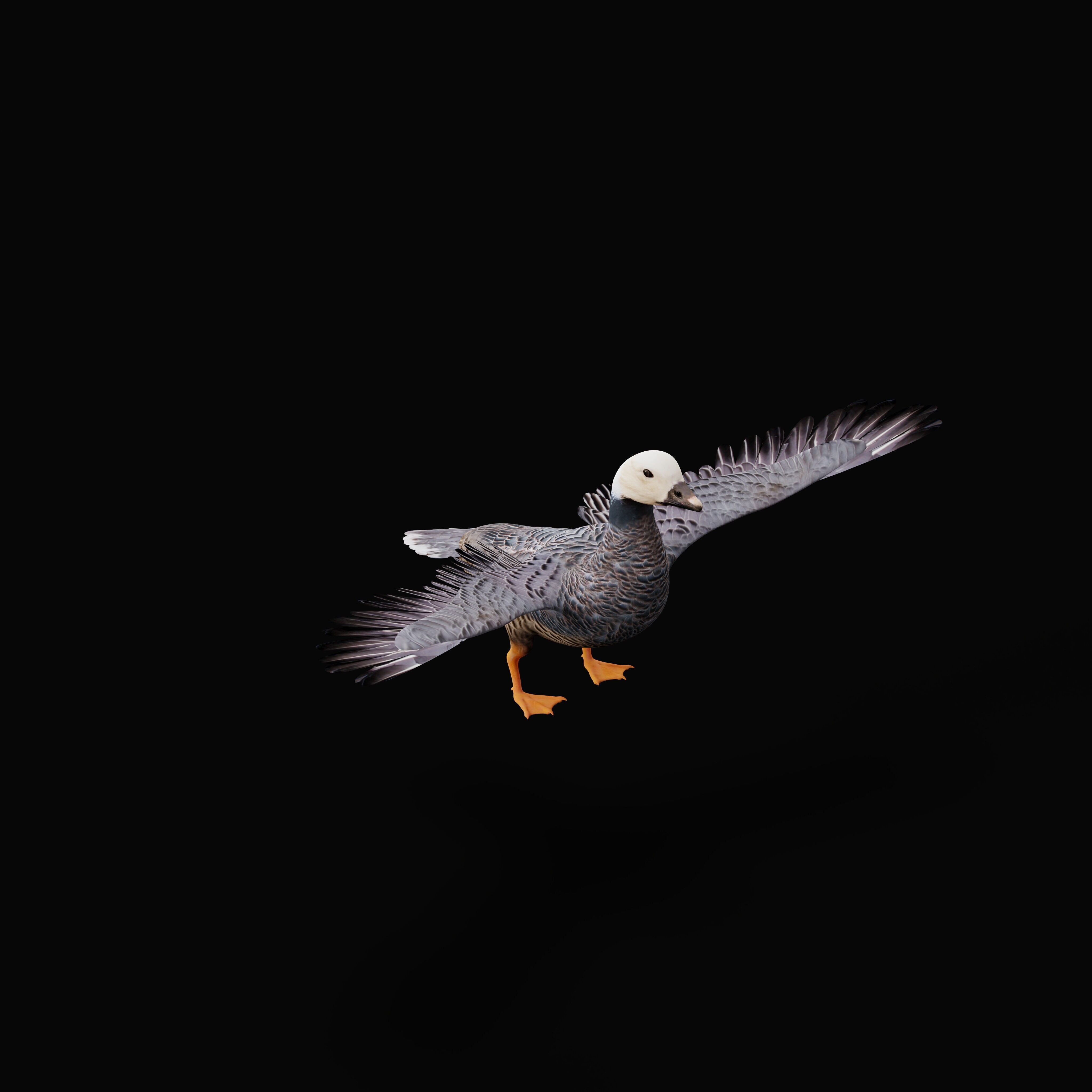 Emperor Goose Bird Low-poly 3D model_32
