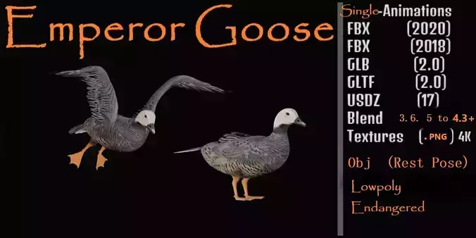 Emperor Goose Bird