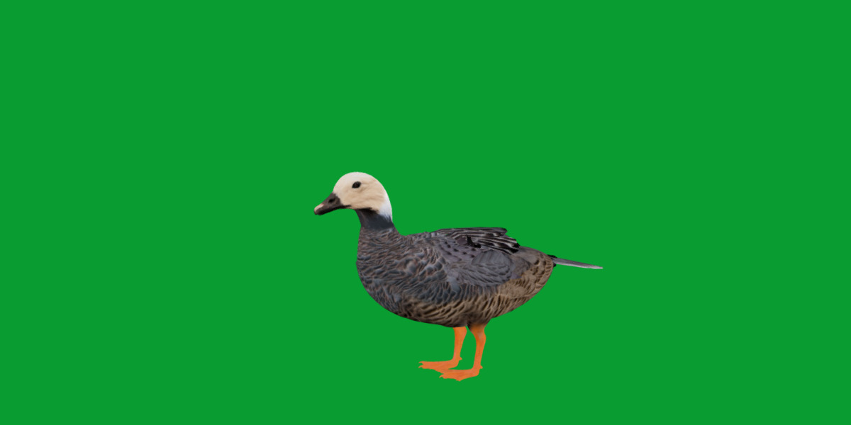 Emperor Goose Bird Low-poly 3D model_19
