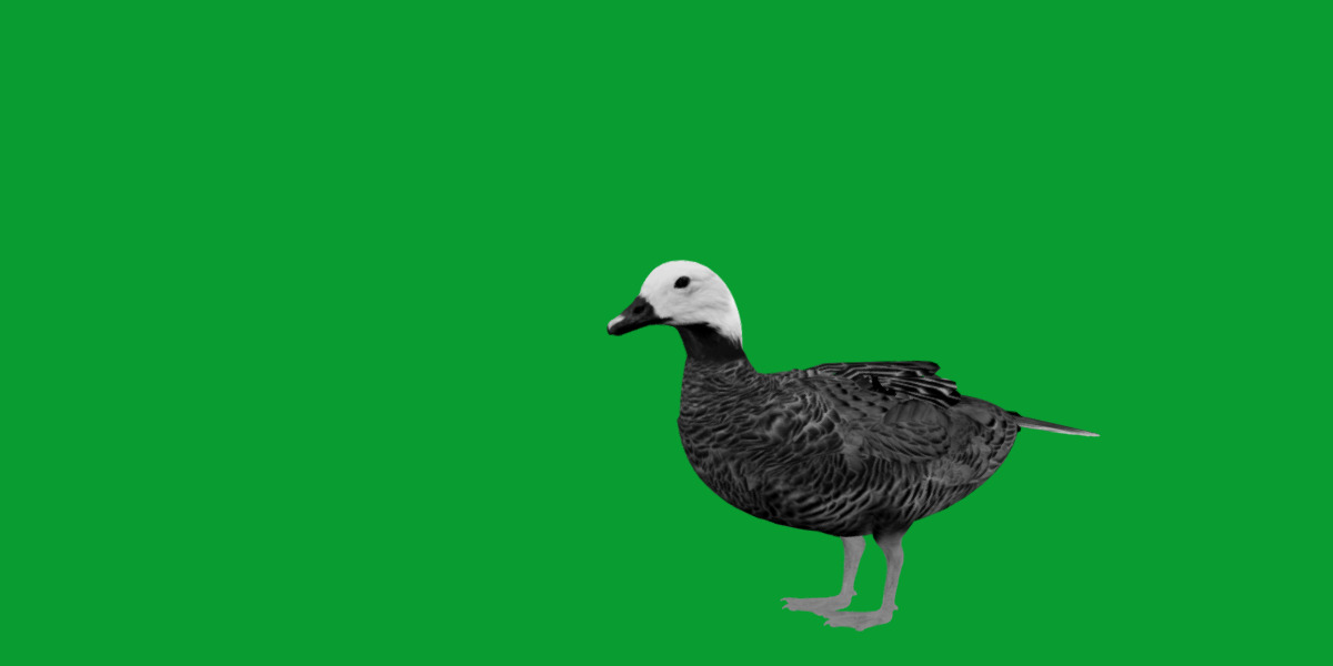 Emperor Goose Bird Low-poly 3D model_8