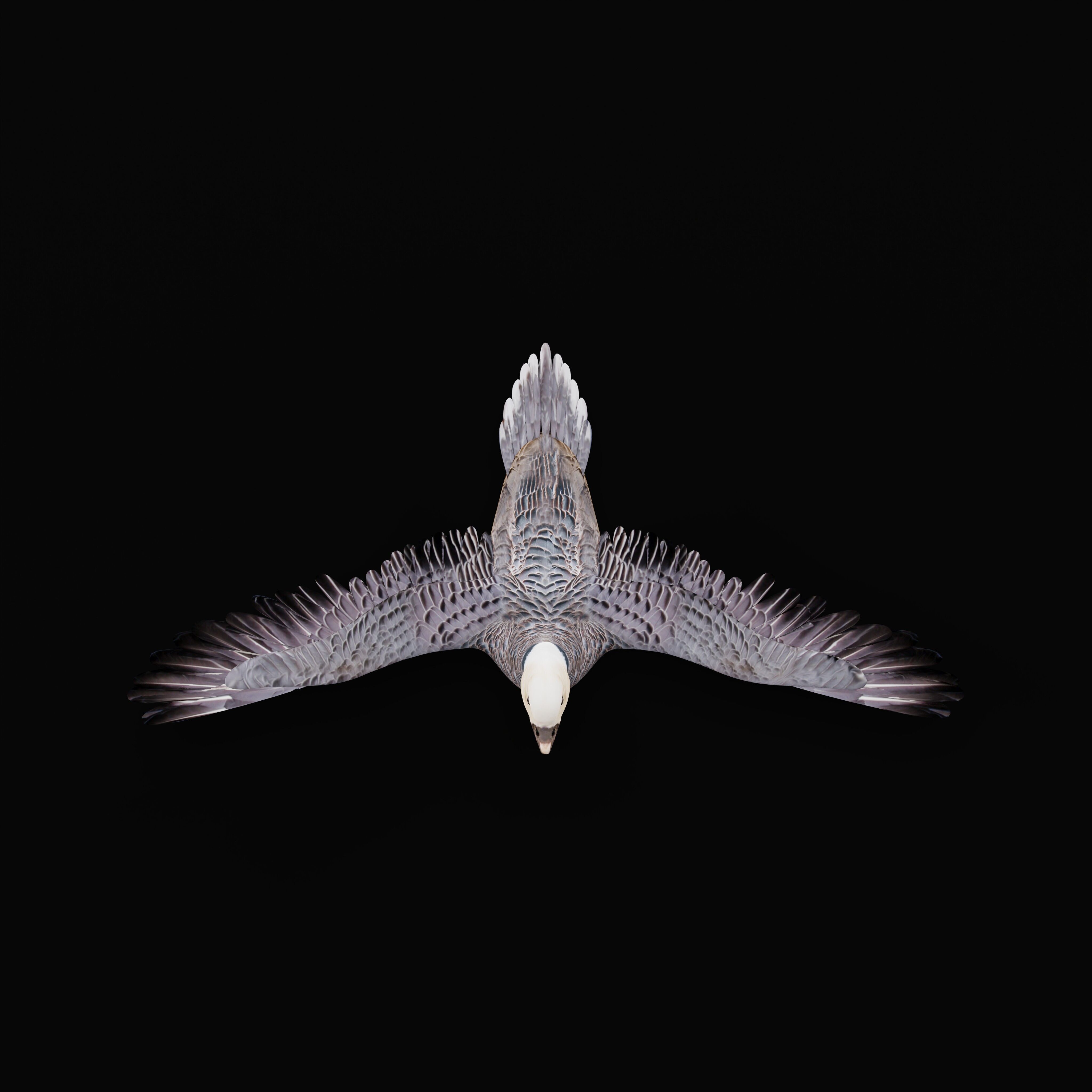 Emperor Goose Bird Low-poly 3D model_31