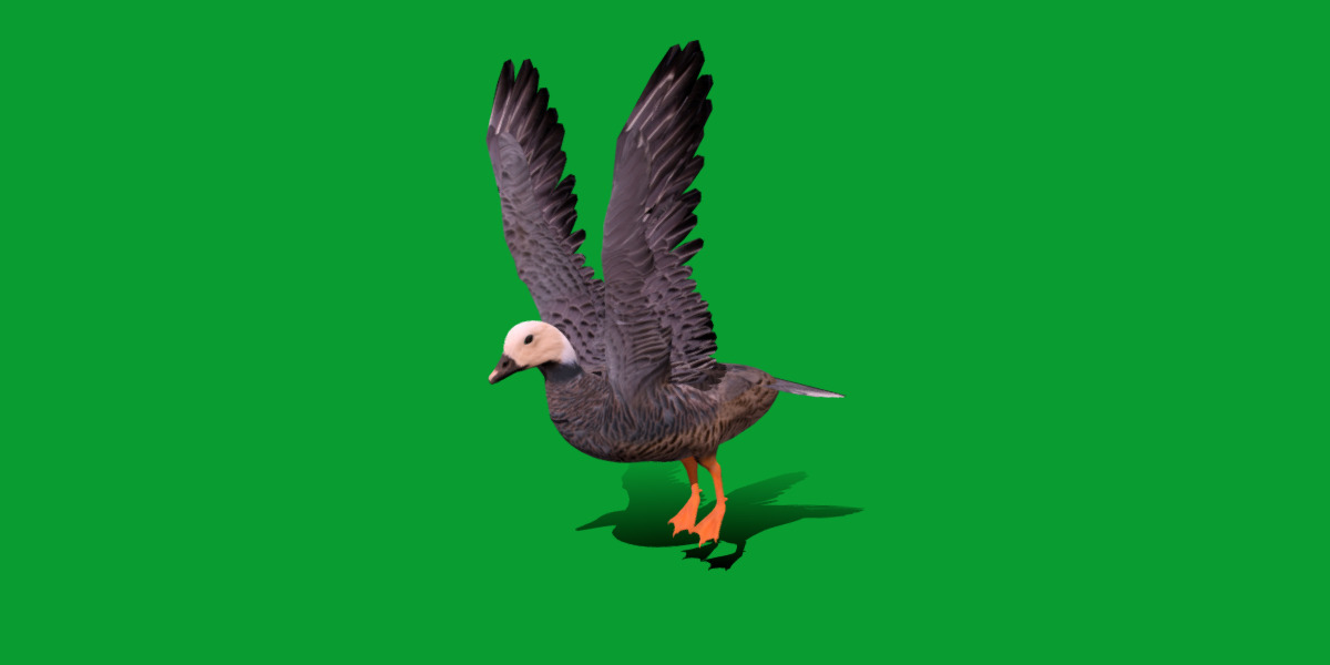 Emperor Goose Bird Low-poly 3D model_25