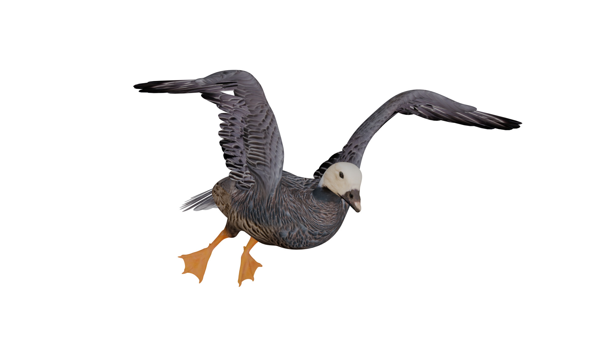 Emperor Goose Bird Low-poly 3D model_26