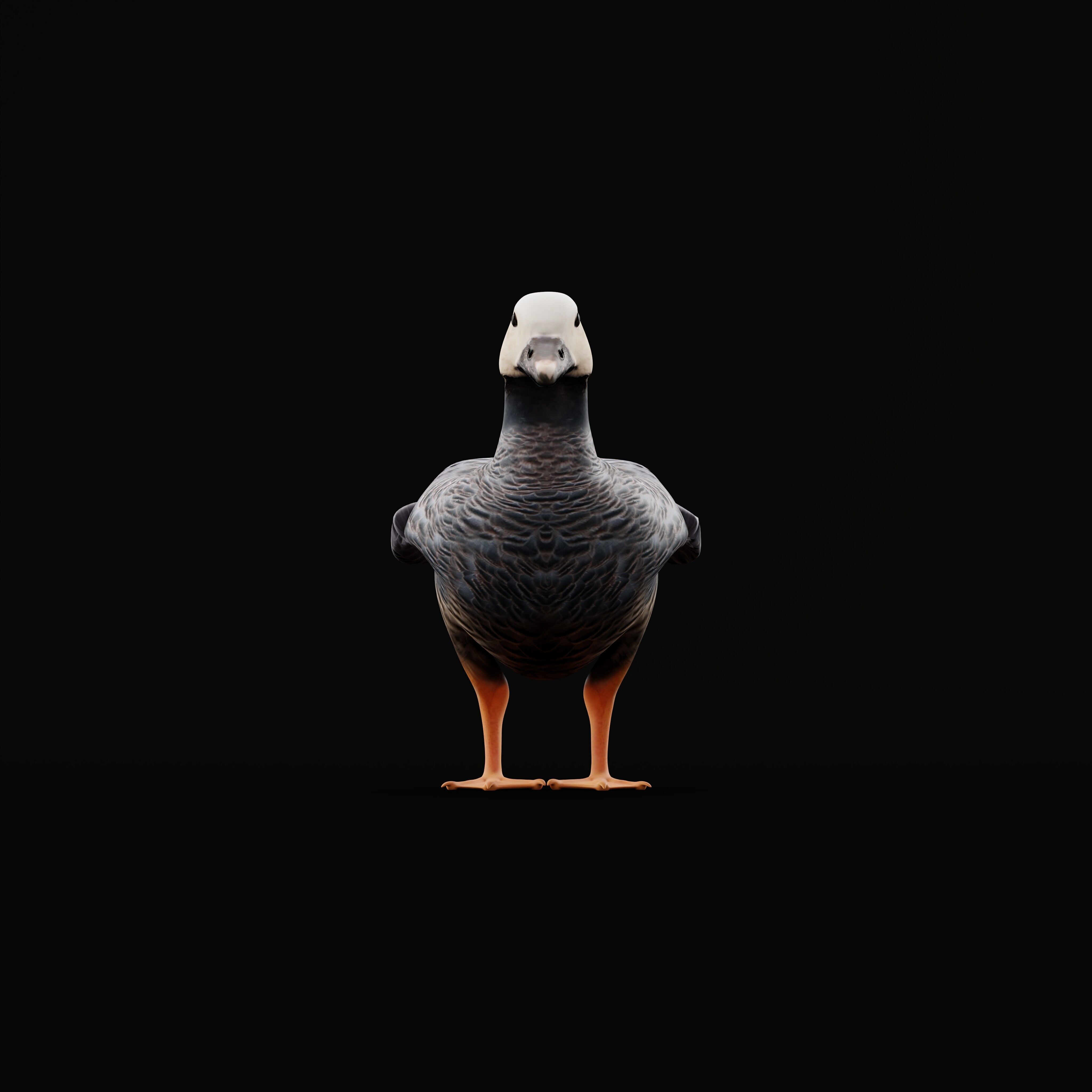 Emperor Goose Bird Low-poly 3D model_34