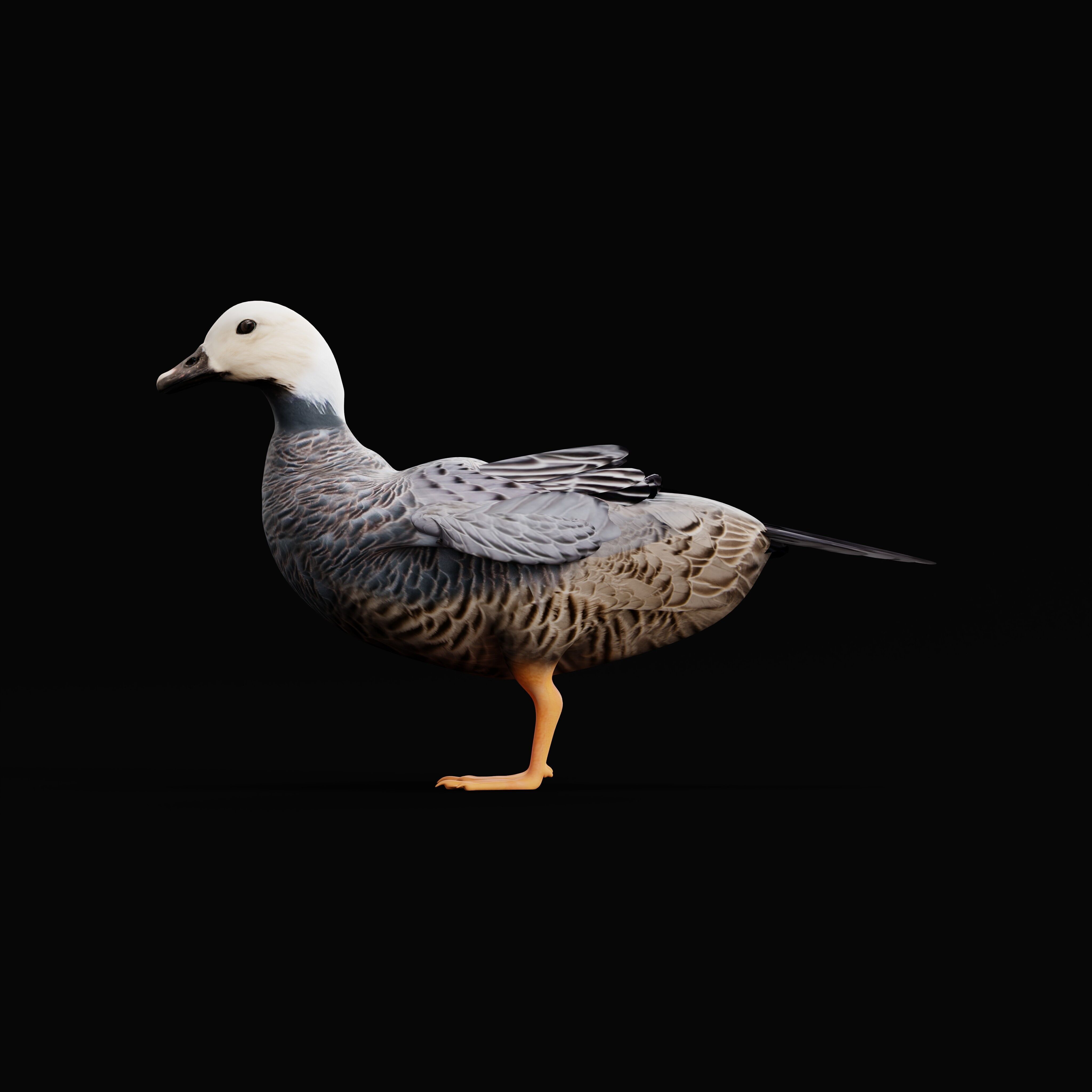 Emperor Goose Bird Low-poly 3D model_35