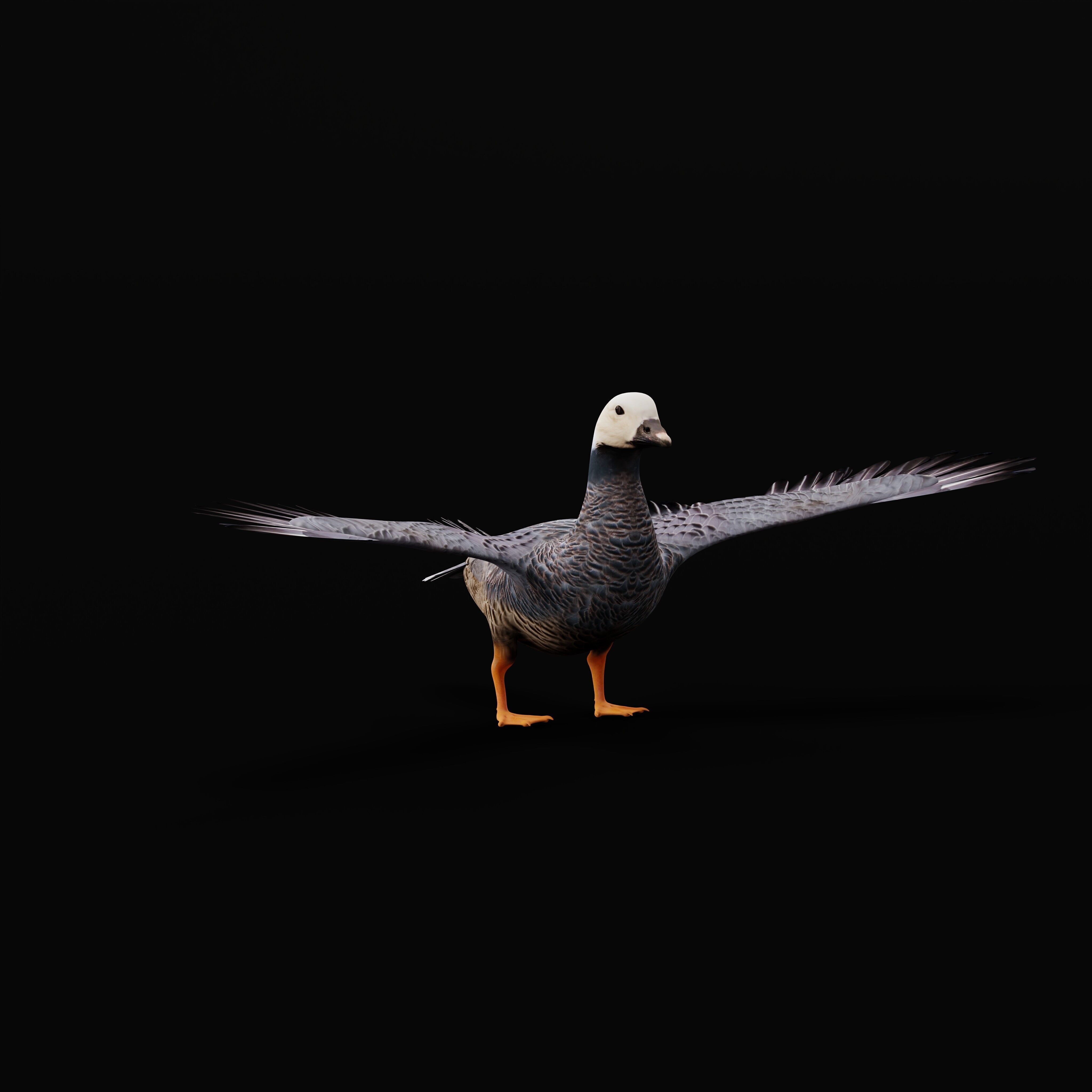 Emperor Goose Bird Low-poly 3D model_30