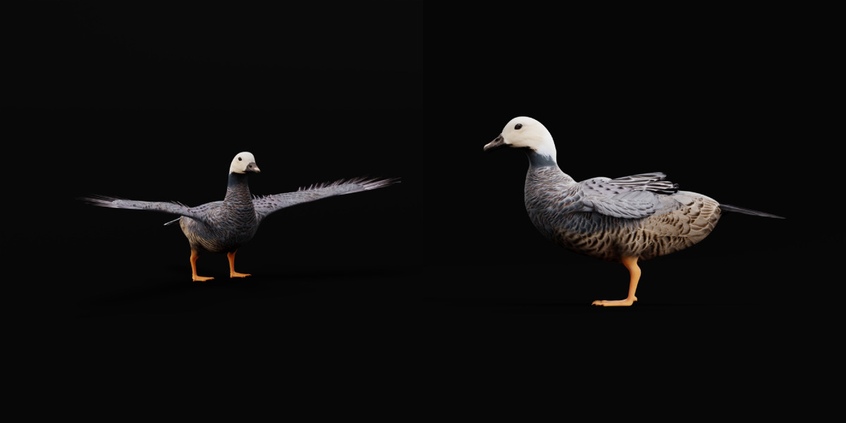 Emperor Goose Bird Low-poly 3D model_14
