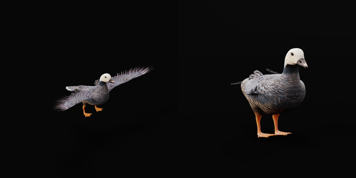 Emperor Goose Bird Low-poly 3D model_20