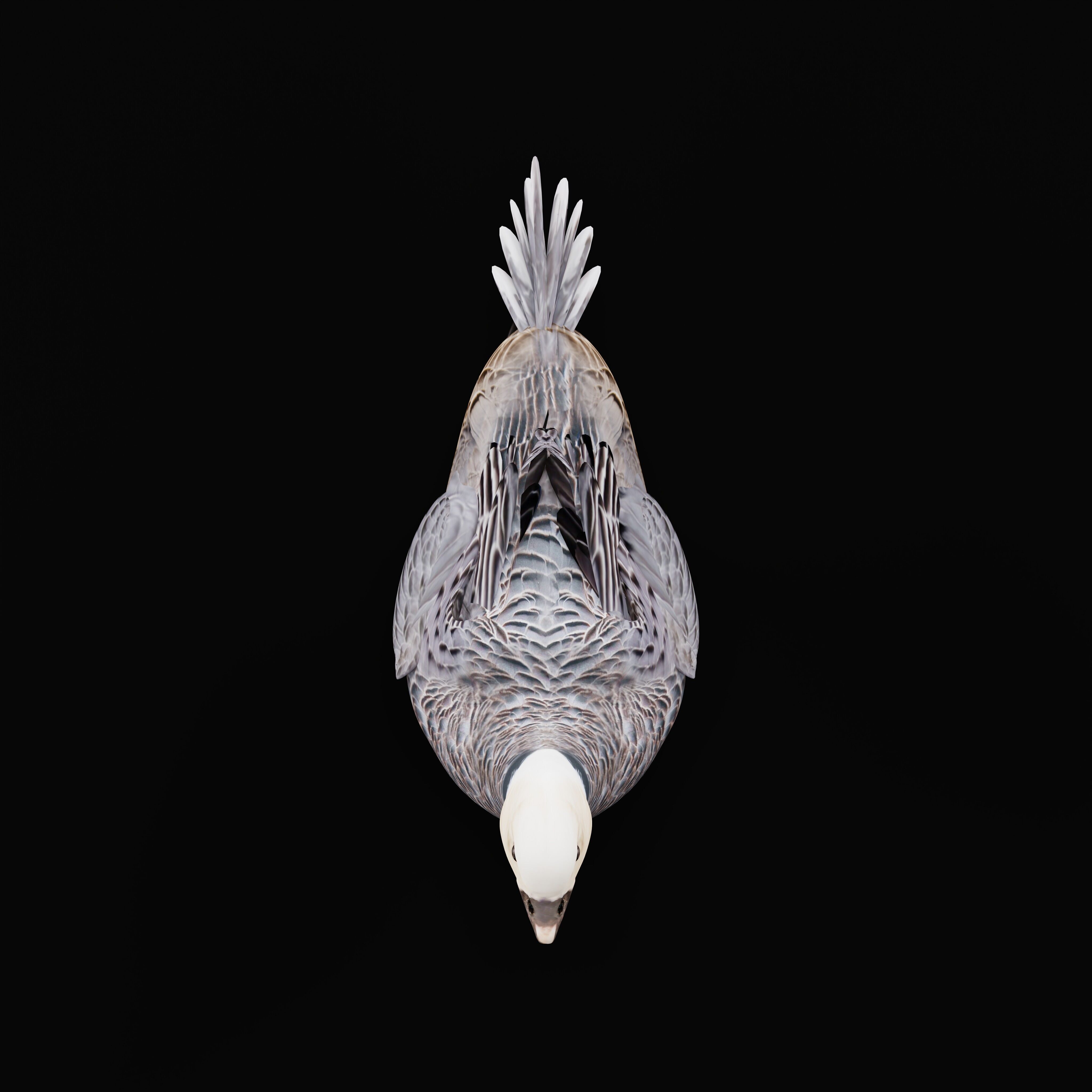 Emperor Goose Bird Low-poly 3D model_36