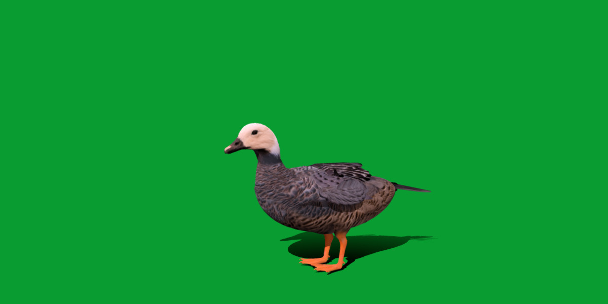 Emperor Goose Bird Low-poly 3D model_18