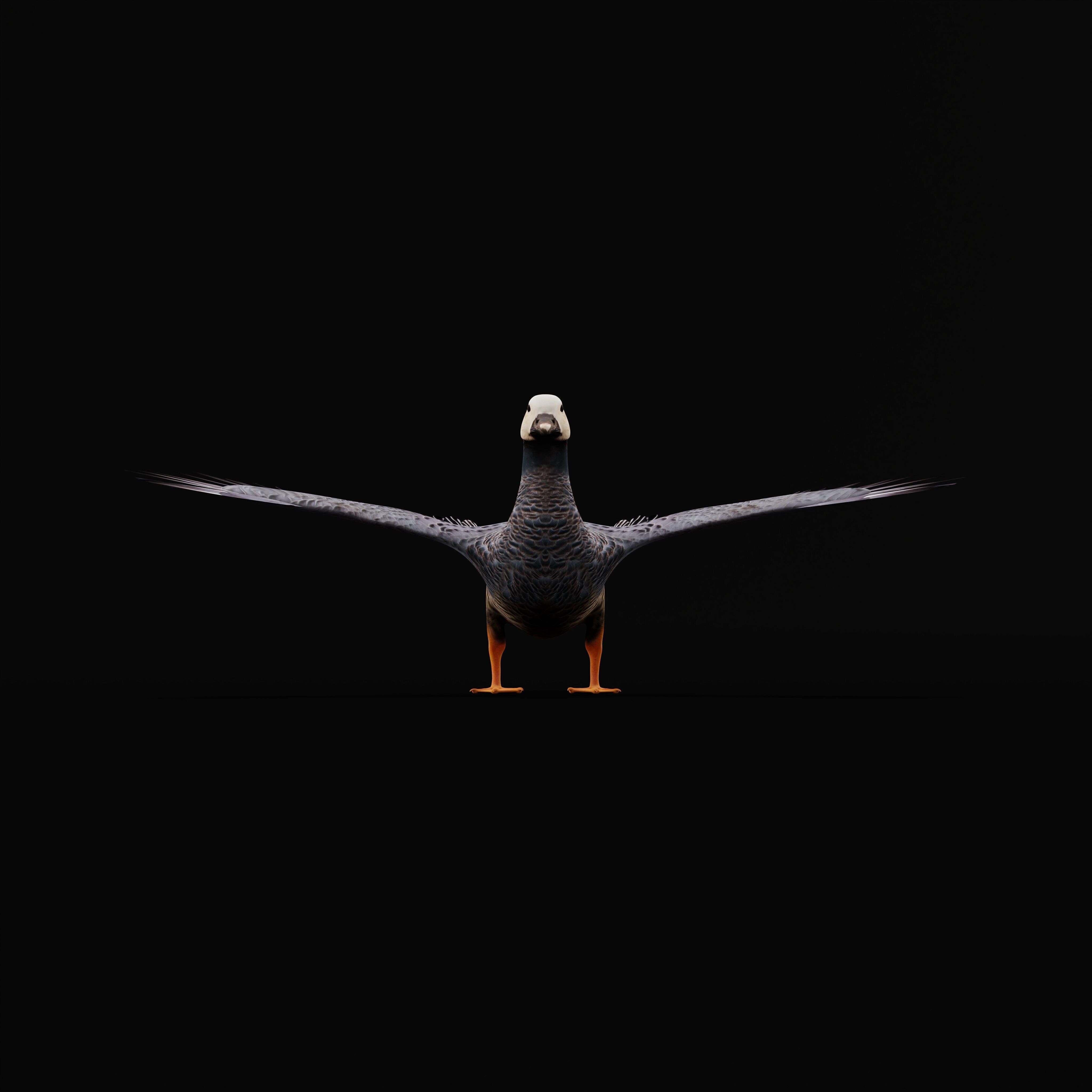 Emperor Goose Bird Low-poly 3D model_29