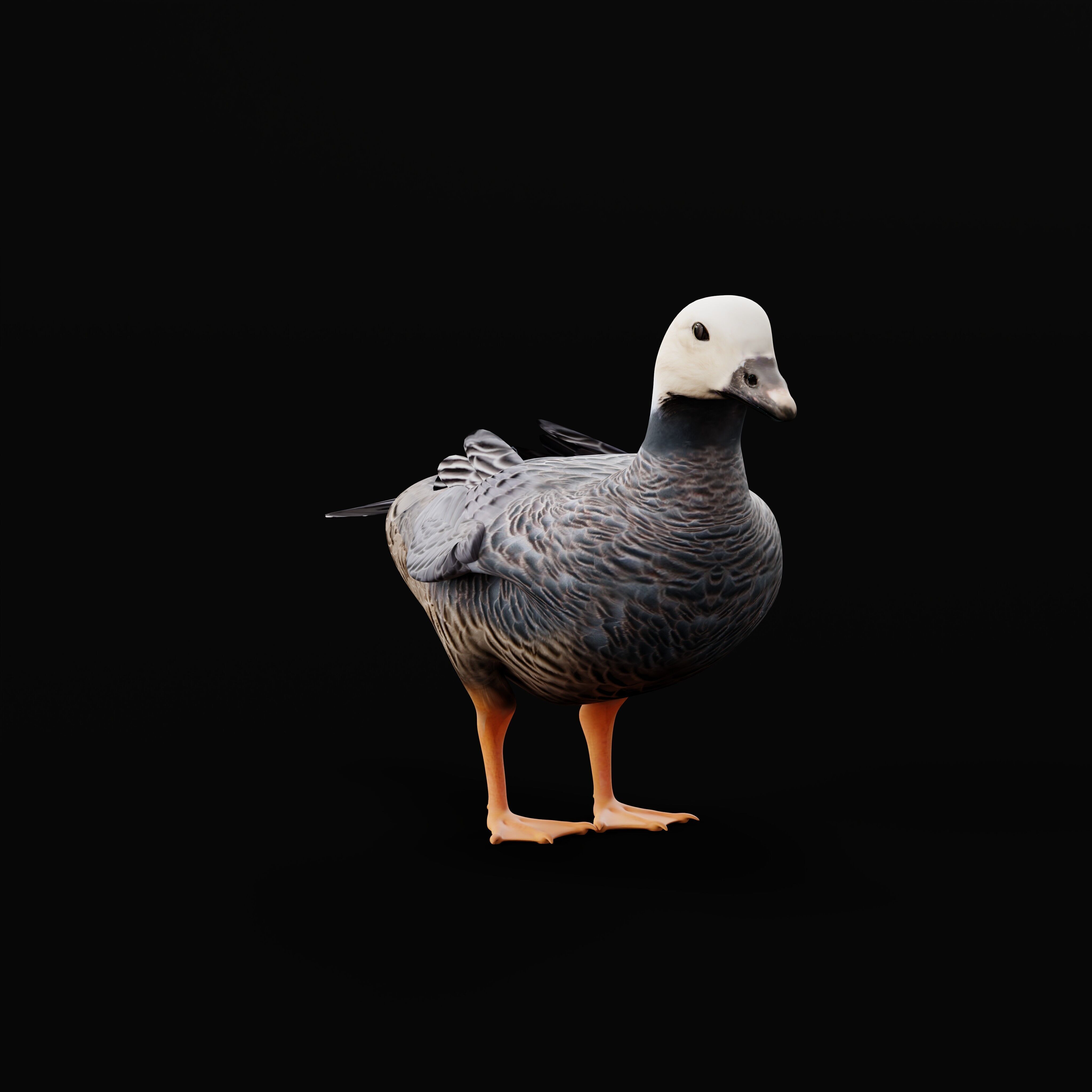 Emperor Goose Bird Low-poly 3D model_33