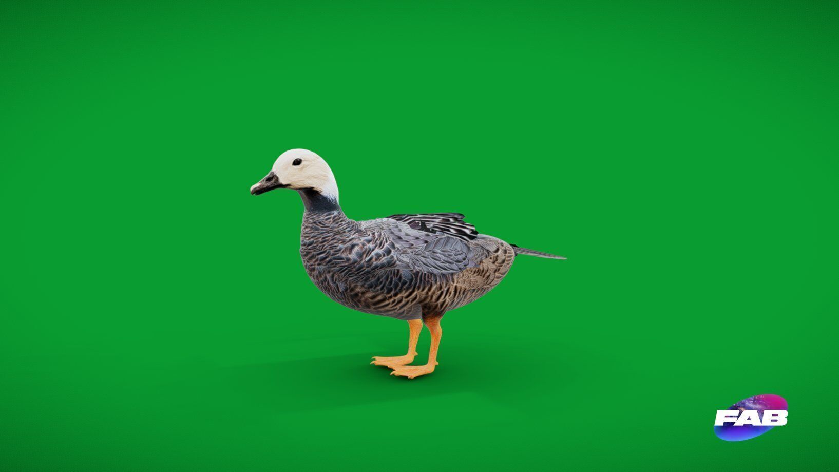 Emperor Goose Bird Low-poly 3D model_2