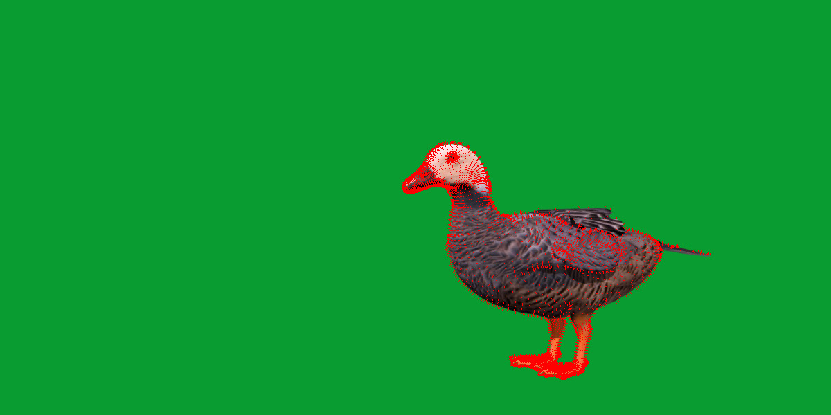 Emperor Goose Bird Low-poly 3D model_13