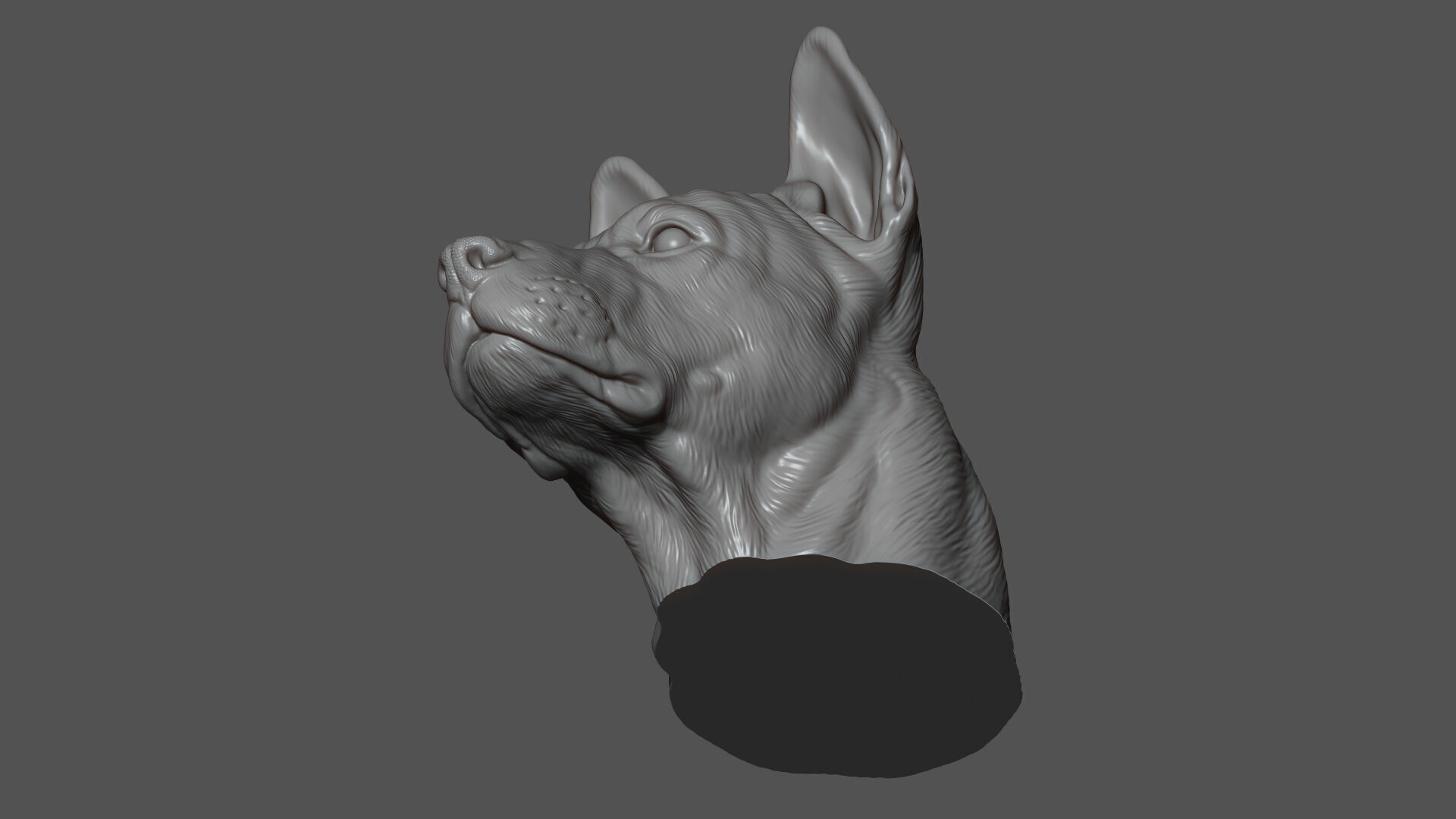 Thai Ridgeback dog head 3D print model_12