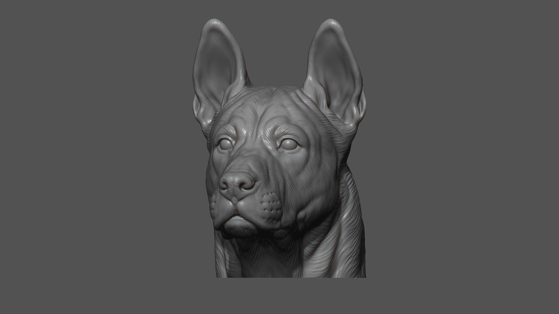 Thai Ridgeback dog head 3D print model_10