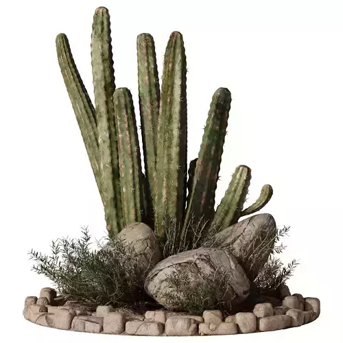  Outdoor Plants 13 - Cactus