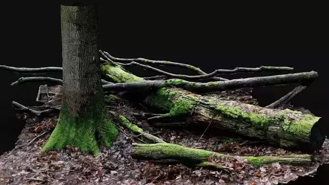 forest ground trees mossy trunks debris pt9 photogrammetry