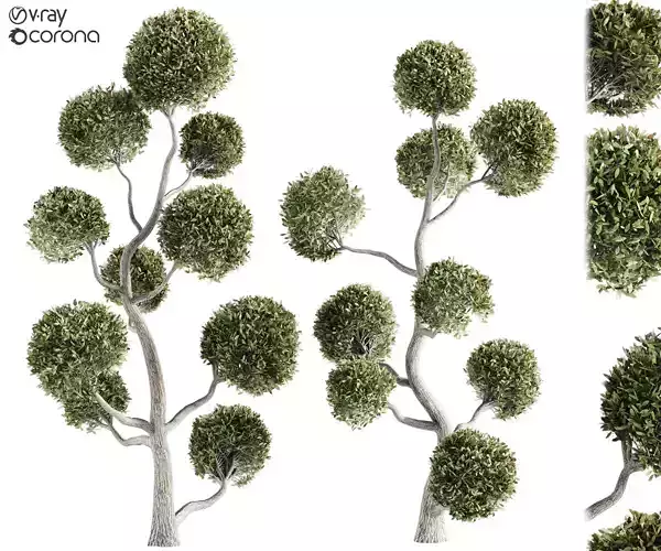 Chamaecyparis Pisifera Boulevard Topiary 3D Model