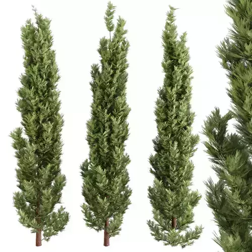 Emerald Cedar Tree 3D Model  - 3 Objects- Premium 