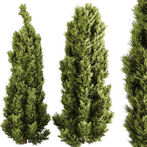 Emerald Cedar Tree 3D Model Vol 2 - 2 Objects - Premium  3D model 2