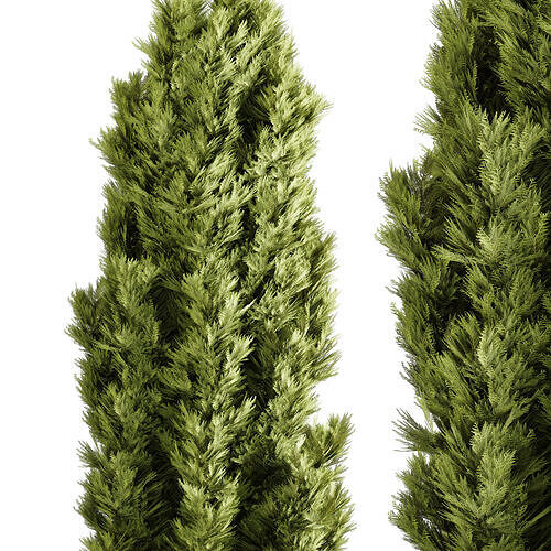 Emerald Cedar Tree 3D Model Vol 2 - 2 Objects - Premium  3D model 4