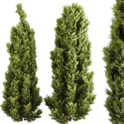 Emerald Cedar Tree 3D Model Vol 2 - 2 Objects - Premium 