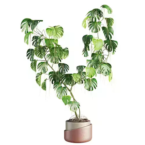 monstera