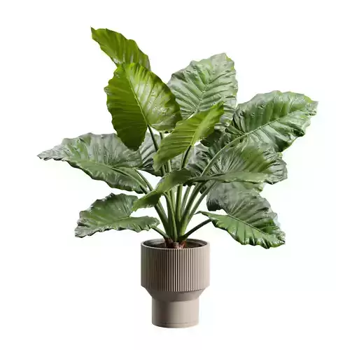 Potted Alocasia Macrorrhiza