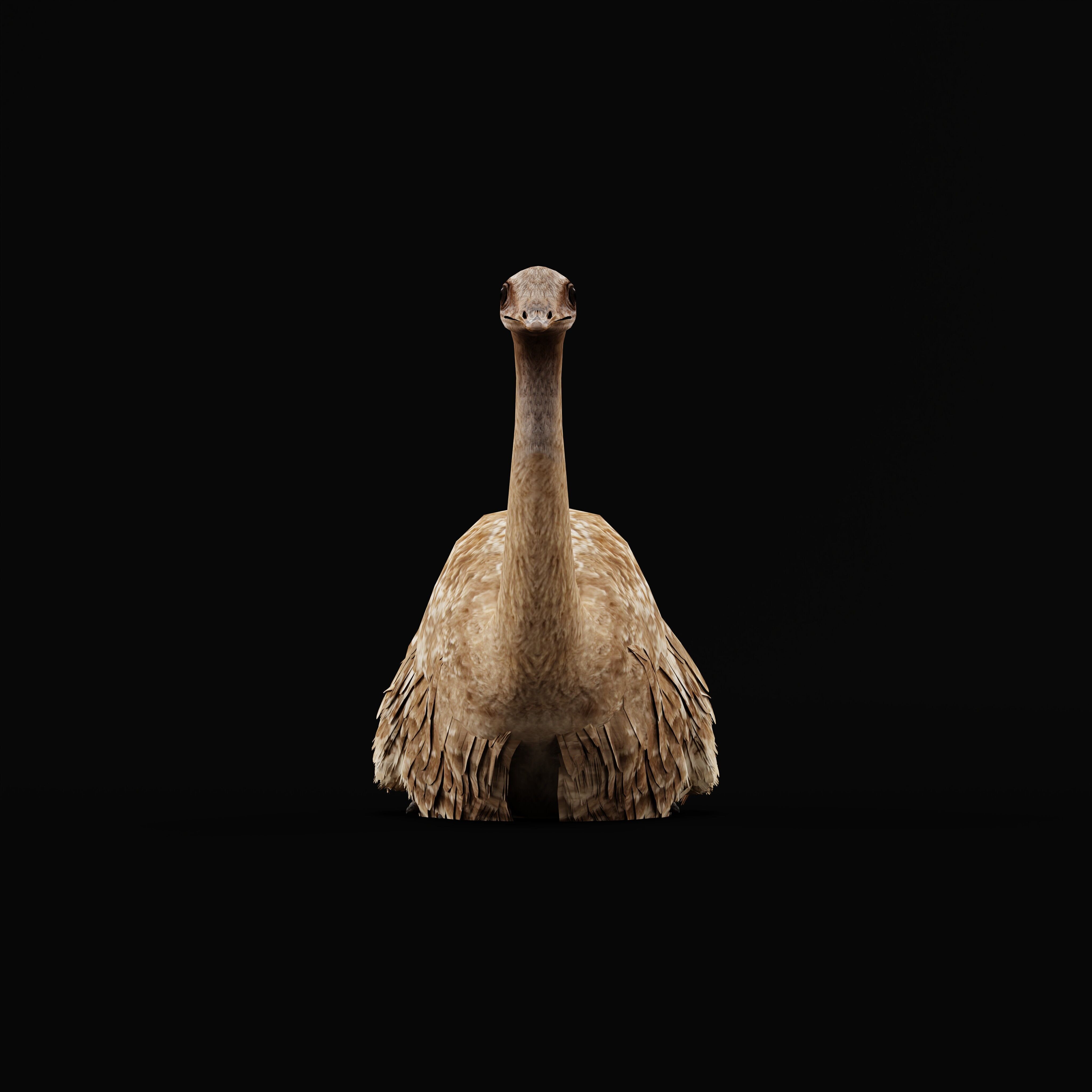 Rheas American Ostrich Low-poly 3D model_34