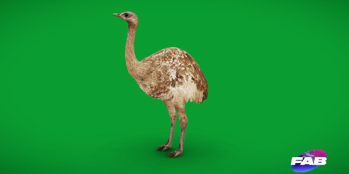 Rheas American Ostrich Low-poly 3D model_3