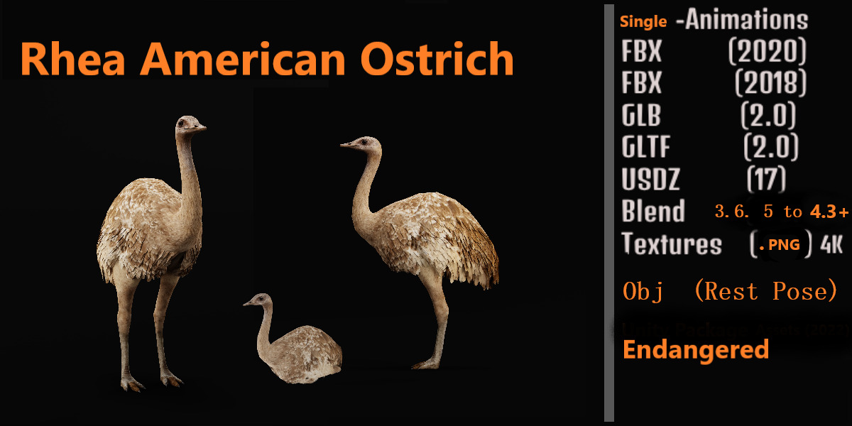 Rheas American Ostrich Low-poly 3D model_2
