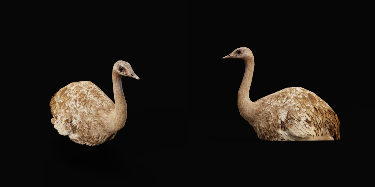 Rheas American Ostrich Low-poly 3D model_25