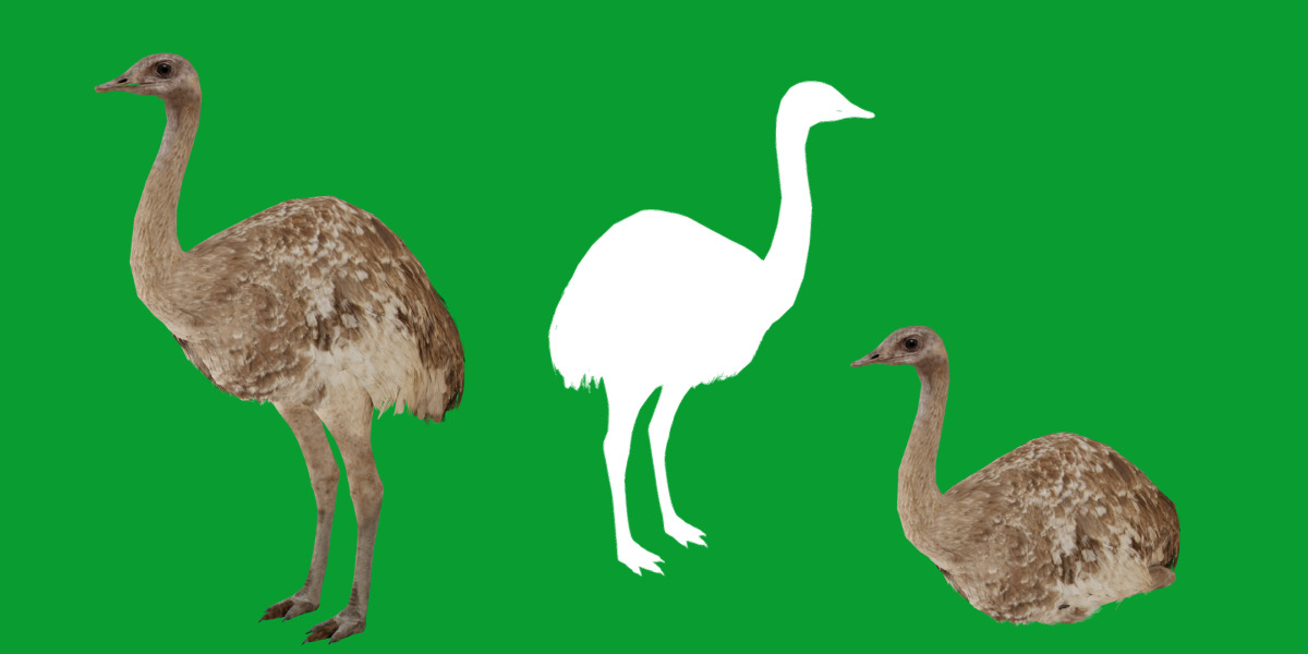 Rheas American Ostrich Low-poly 3D model_23