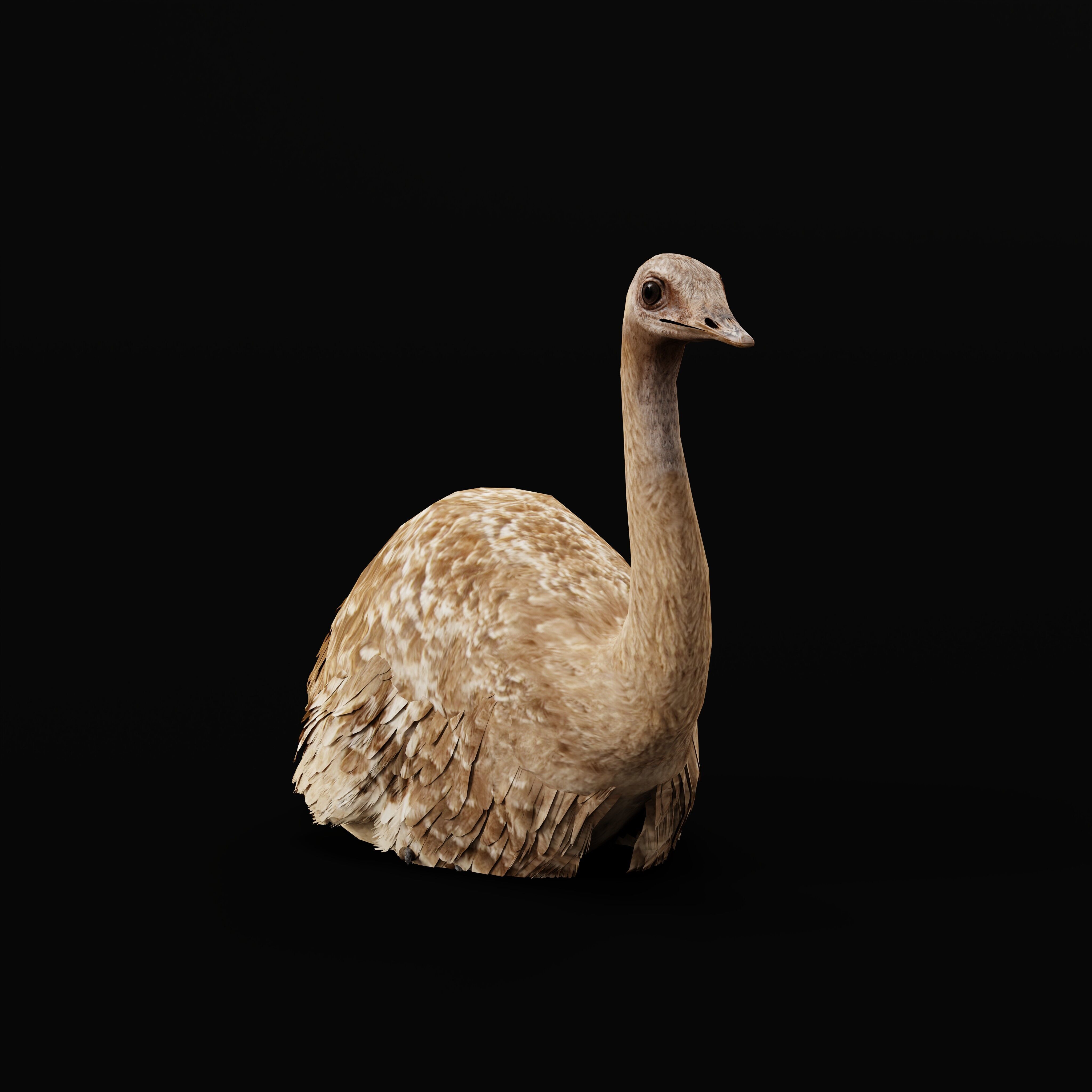 Rheas American Ostrich Low-poly 3D model_33