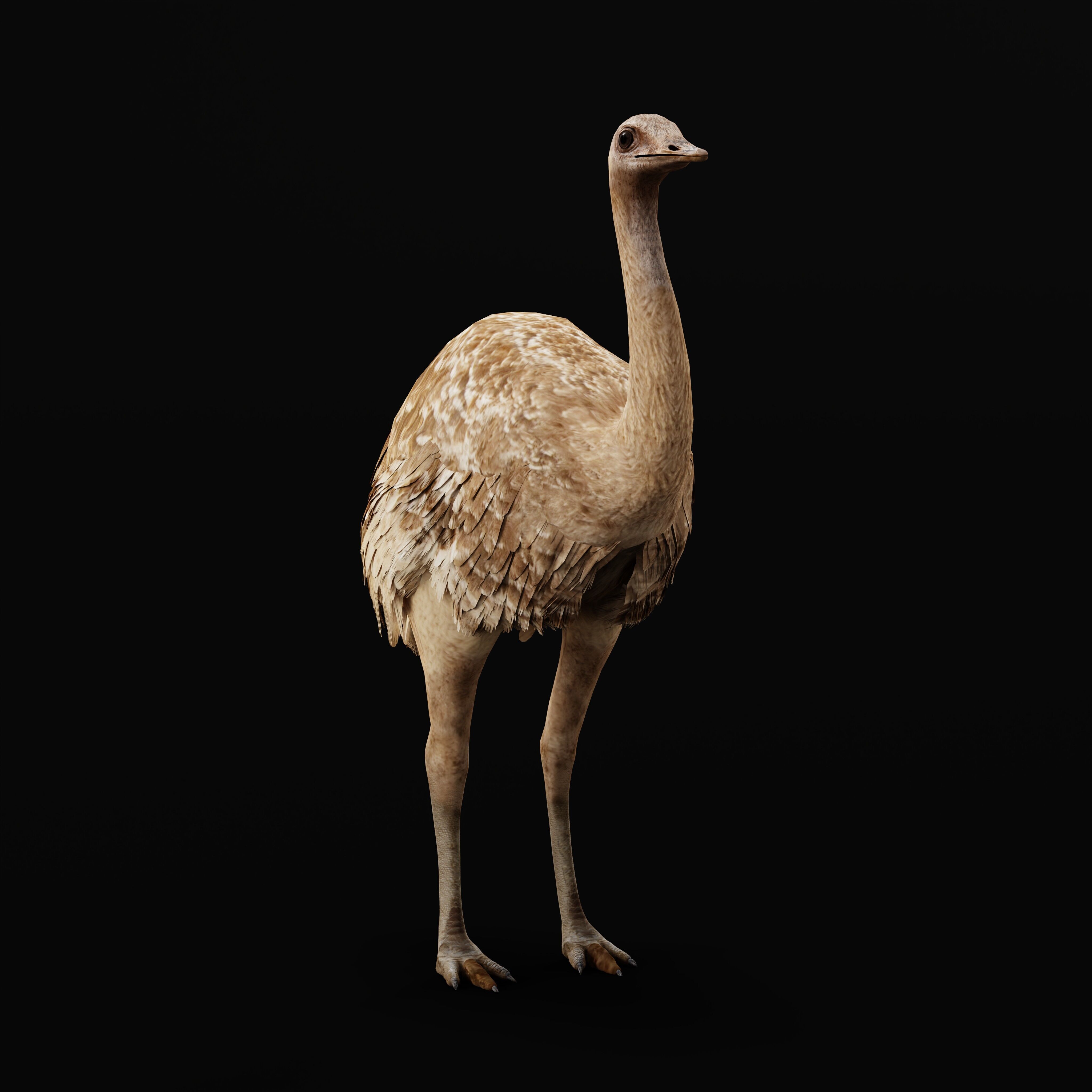 Rheas American Ostrich Low-poly 3D model_27