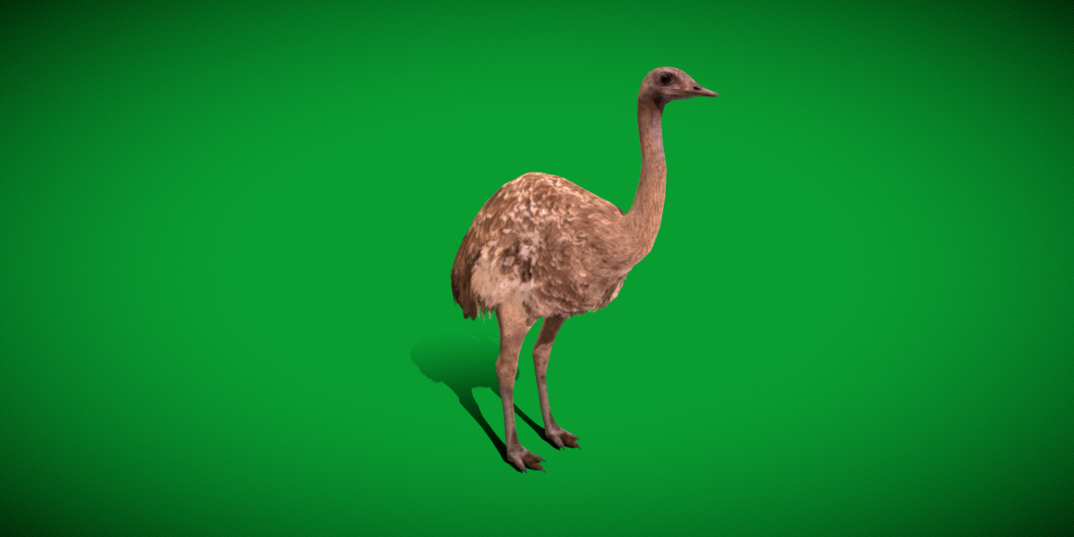 Rheas American Ostrich Low-poly 3D model_24
