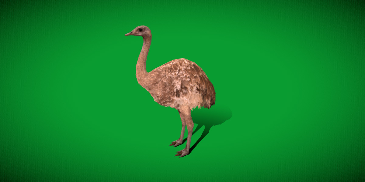 Rheas American Ostrich Low-poly 3D model_26