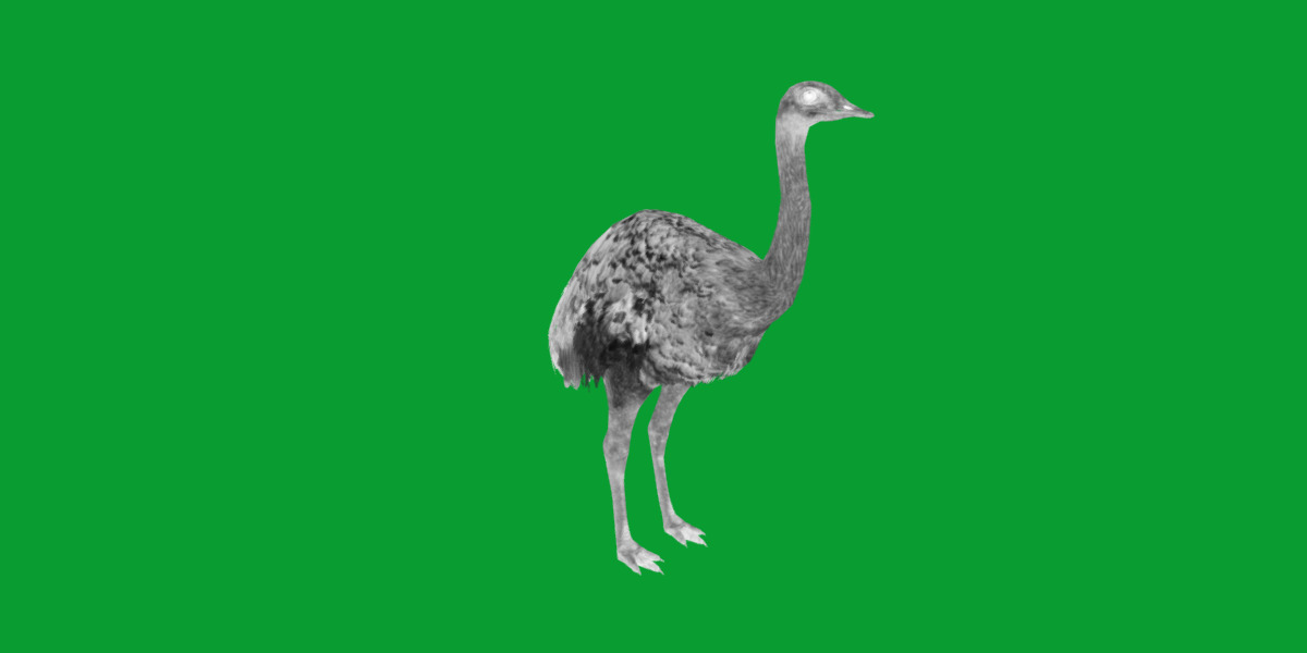 Rheas American Ostrich Low-poly 3D model_8