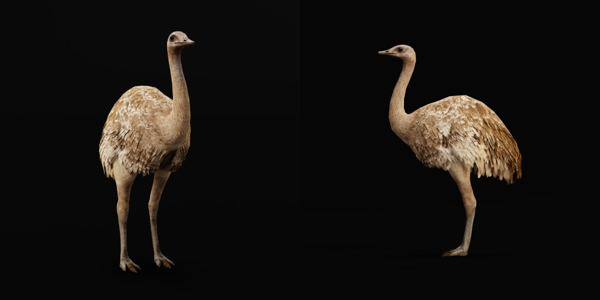 Rheas American Ostrich Low-poly 3D model_6