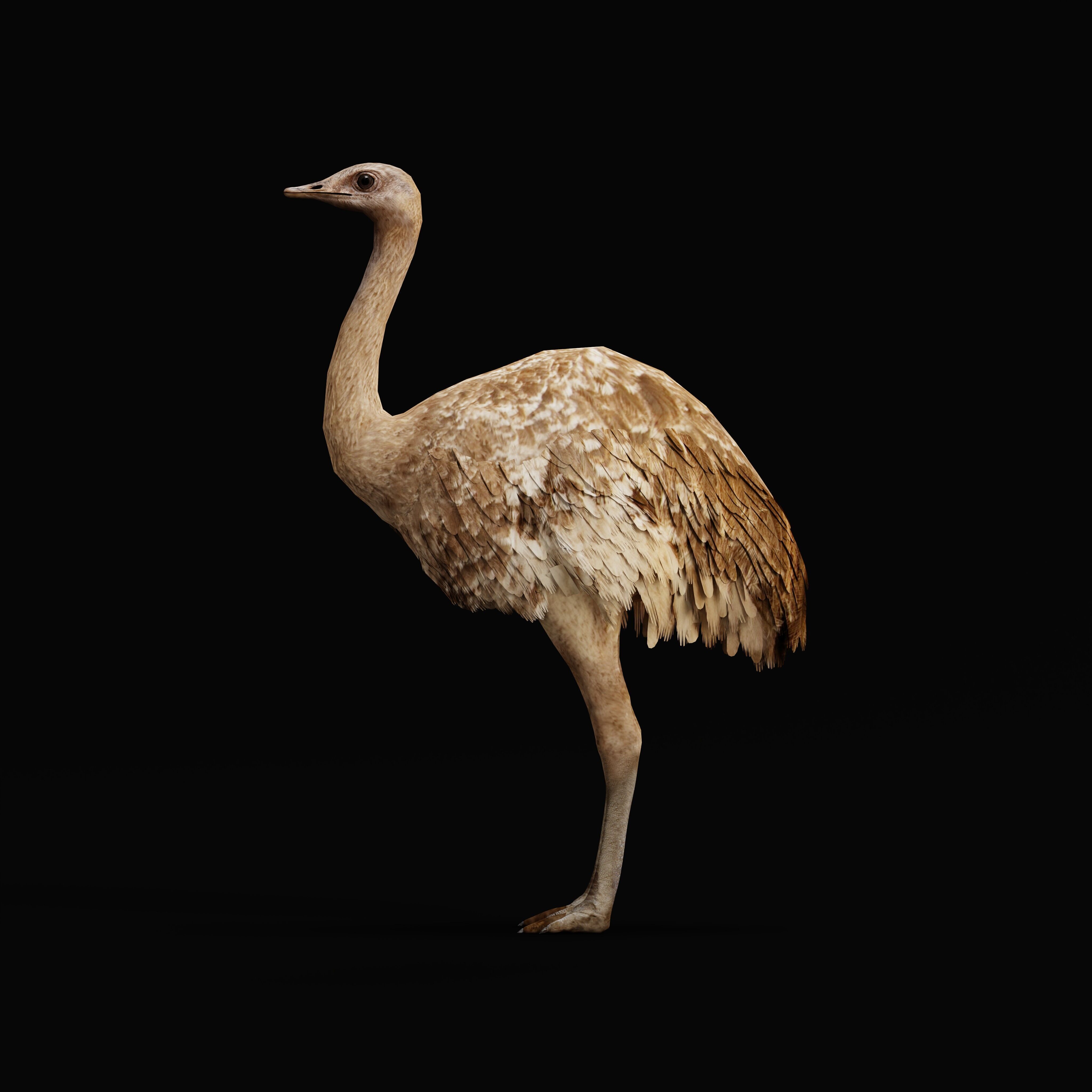 Rheas American Ostrich Low-poly 3D model_29