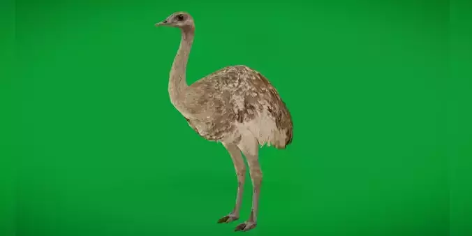 Rheas American Ostrich 