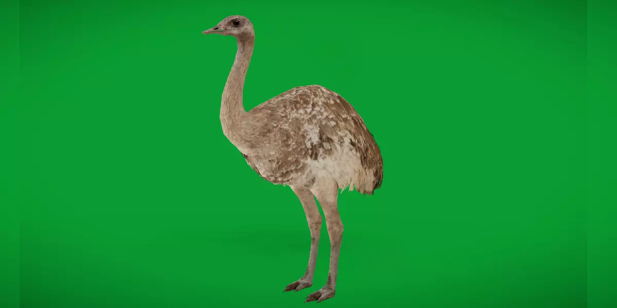 Rheas American Ostrich Low-poly 3D model_0