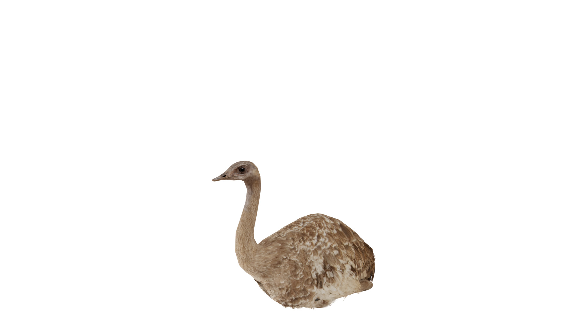 Rheas American Ostrich Low-poly 3D model_5