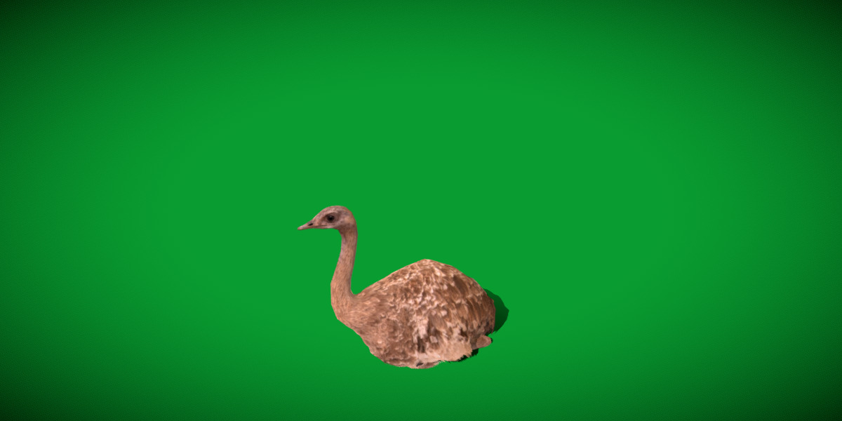 Rheas American Ostrich Low-poly 3D model_17