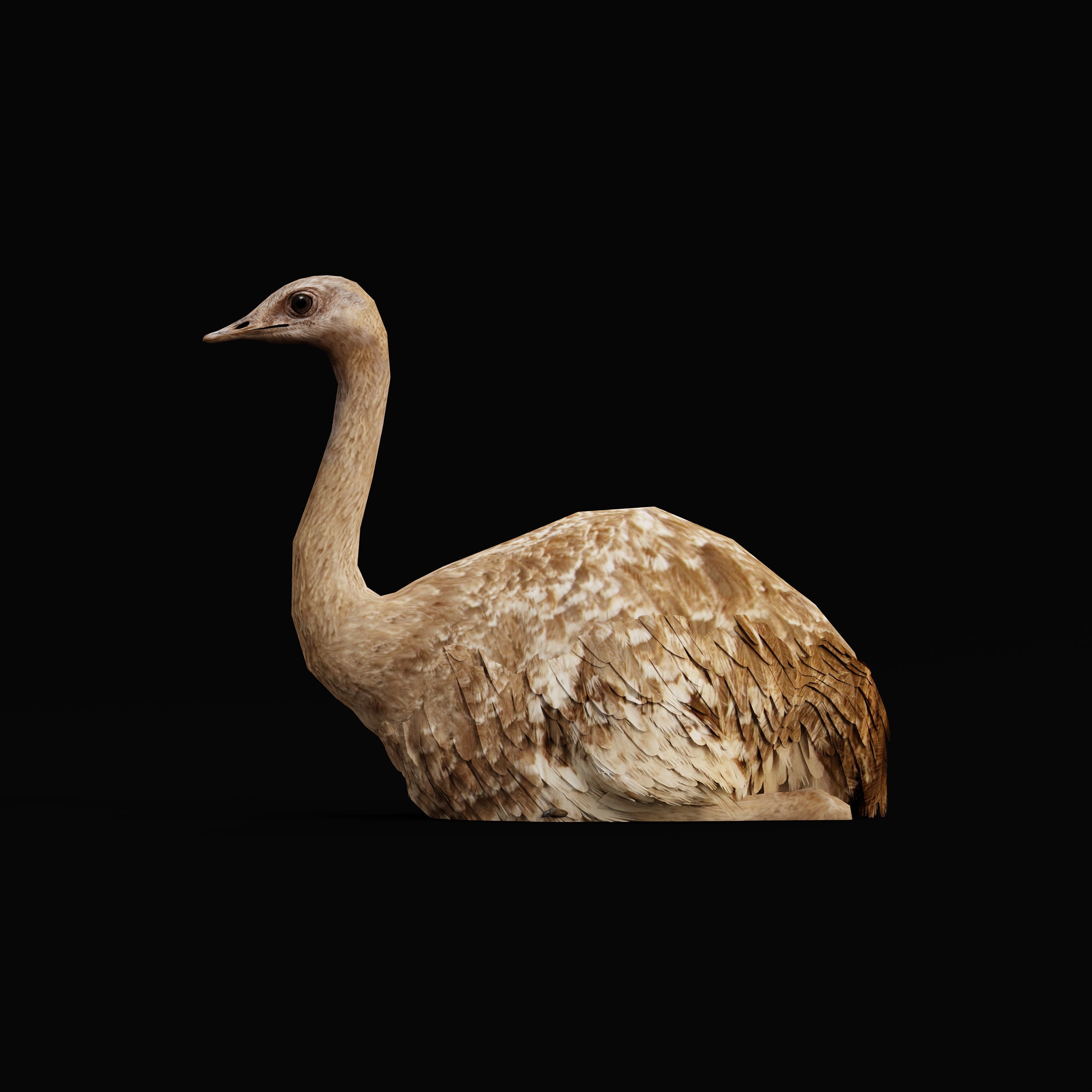 Rheas American Ostrich Low-poly 3D model_35