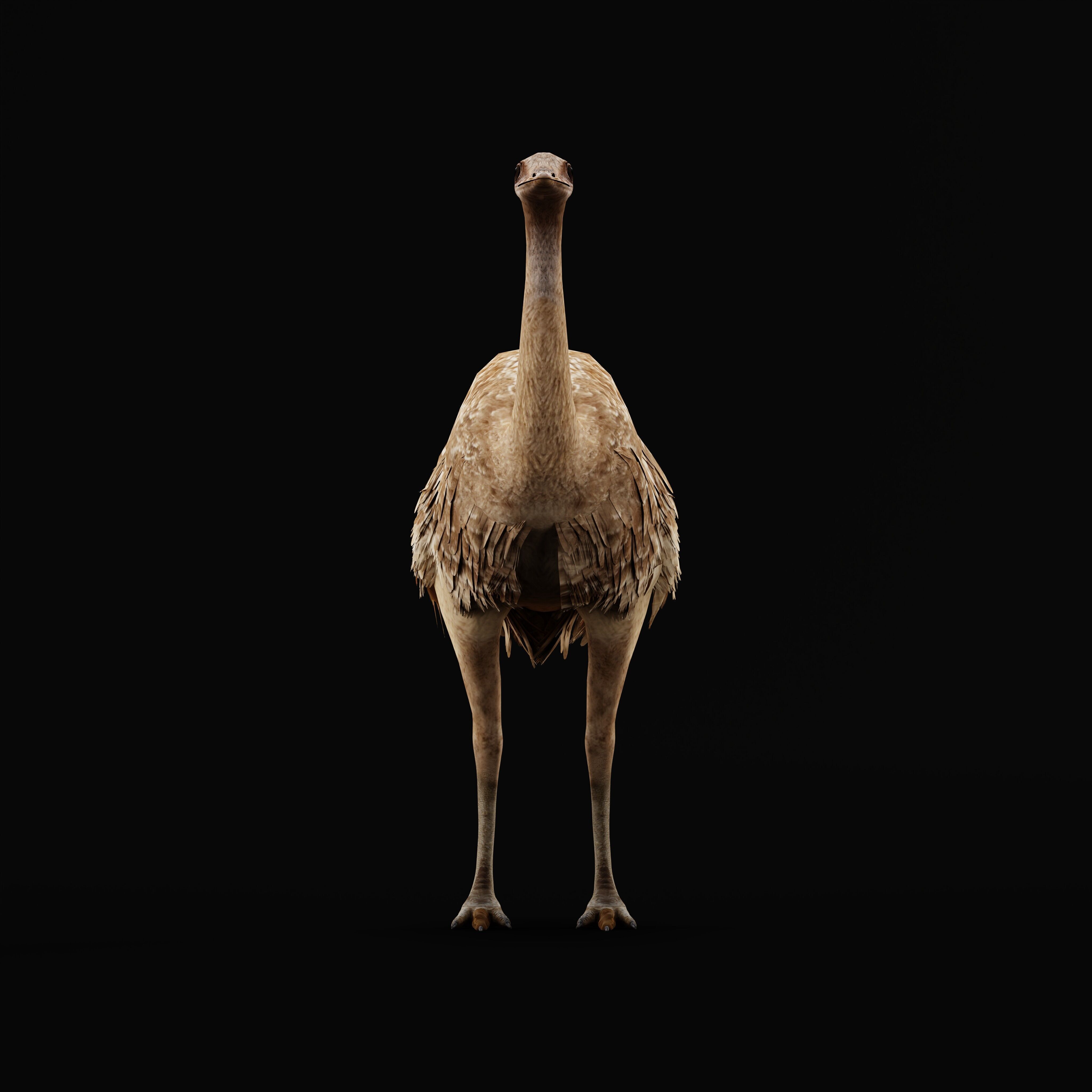 Rheas American Ostrich Low-poly 3D model_28