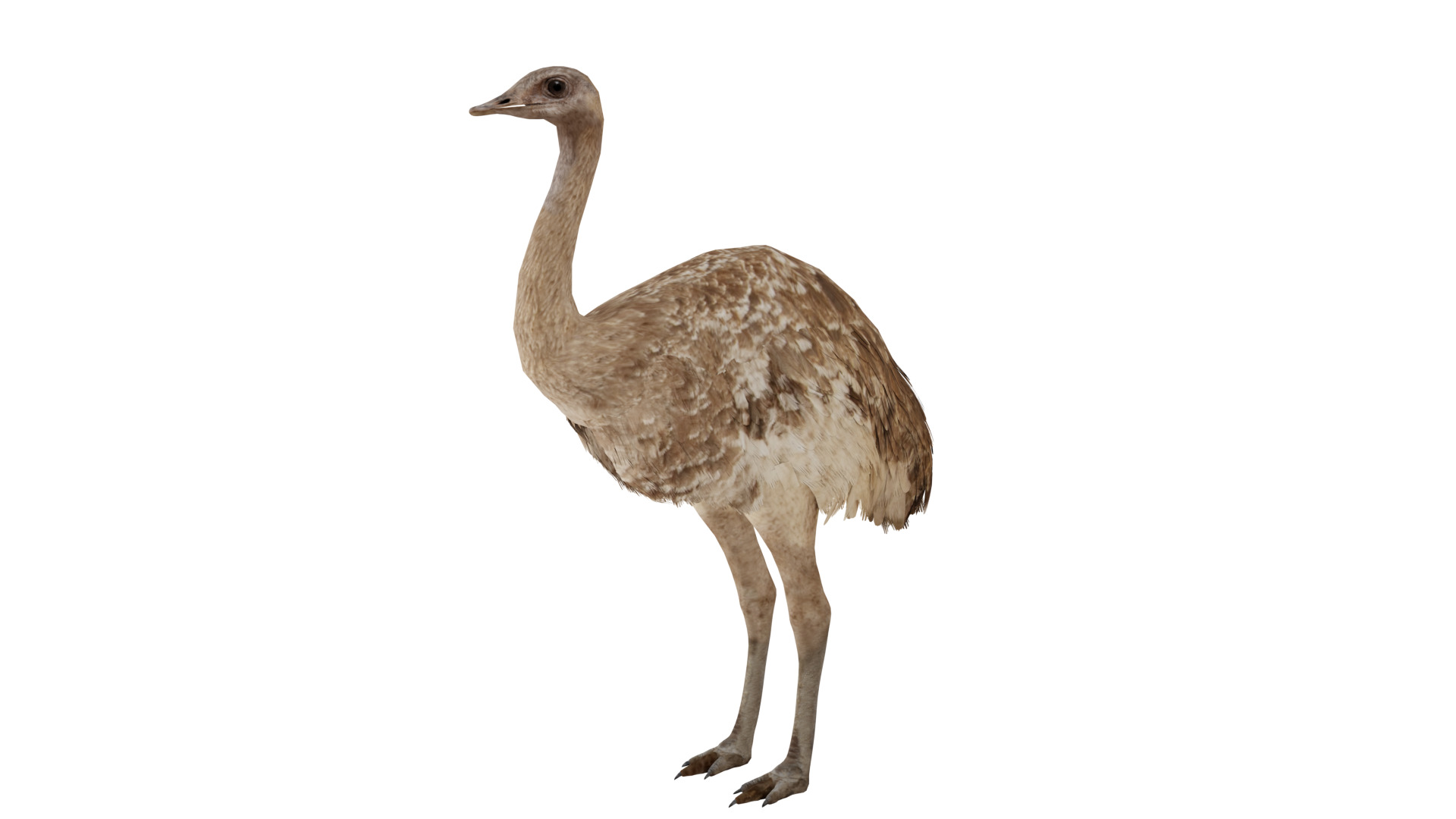 Rheas American Ostrich Low-poly 3D model_4